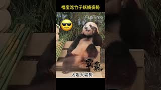 福宝吃竹子的姿势，有妖娆的，有大姐大的，可躺，可挂Fubao eating bamboo posture