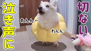 認知症のサプリを試して10日が経ちました【シニア犬の夜泣き】