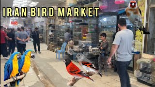 بازار پرنده فروشان كرمانشان.                     Iran Bird Market