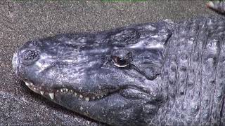 まるで怪獣 ミシシッピワニを上から