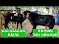 Unregistered vs ADGA Registered Anglo-Nubian | NANCIO vs CALATAGAN RIZAL | ANG PAGHAHARAP