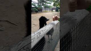 Emu staring contest