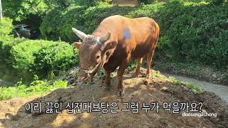 청도용암농장 이총의 영상일기