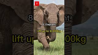 Top 10 strongest animals in the world