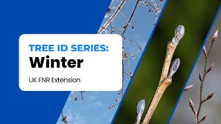Winter Tree ID