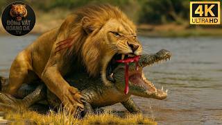 Lion and Crocodile | Khi dòng sông trở thành đấu trường sinh tử - Thế giới động vật