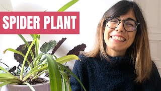 Spider plant care - Chlorophytum comosum