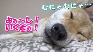 【柴犬】爆睡中に足をピクピク♪夢の中で走り回ってるのかな？---Dog legs move during sleep.Cute shiba inu---