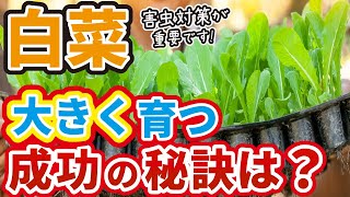 【白菜】大きく育てる重要ポイントは害虫対策！植え付け徹底解説！