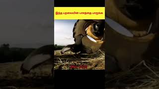 இந்த தாய் பறவையின் தியாகத்தை பாருங்க | birds mother love | Info voice | tamil short