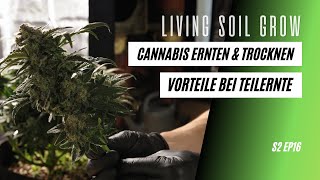 Teilernte bei Cannabis, warum ich mich für diese Methode entschieden habe.