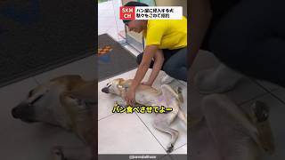 店内に侵入して駄々をこねるワンちゃん