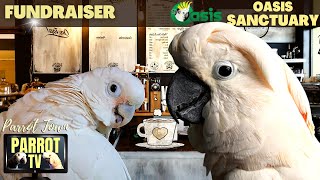 Coffee Shop Birbs | Jazzy Elevator Lounge Music for Happy Birds | Parrot TV for Your Bird Room☕