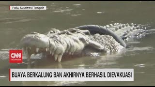 Buaya Berkalung Ban Akhirnya Berhasil Dievakuasi