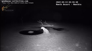 Leopard: First video footage of leopard drinking at Namib desert waterhole in Namibia