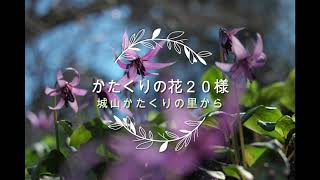 カタクリの花２０様