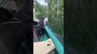 Dog goes canoeing at Silver Springs Florida