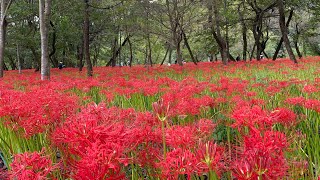 巾着田曼珠沙華公園に行って来ました！最後はお猿さんの大道芸もあります！垂れ流し長時間動画です。2023.9.27撮影【高画質での視聴を推奨します】