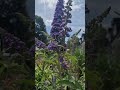 🌿🪻🌿 ความสวยงามของดอกไม้เมืองหนาว flowers nature viralvideo viral youtubeshorts