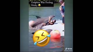 dolphin was feeling frisky