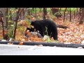 nj black bear ken beam captures this huge bear on video in port murray nj