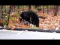 nj black bear ken beam captures this huge bear on video in port murray nj