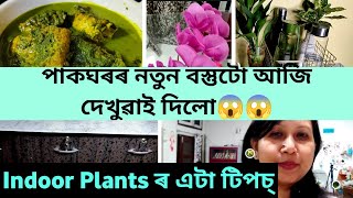 Vlog।পাকঘৰৰ নতুন বস্তুটো আজি দেখুৱাই দিলো Indoor Plantsৰ এটা টিপচ। sangeeta's vlog life