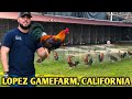 Best Quality Sweater Kelso Yellow leg hatch 💯🐓 - LOPEZ FARM - California