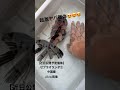 【近日公開予定個体】 ゼブラオランダ　 金魚 オランダ