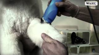 WAHL Animal Profesional - KM5 / KM10 (Video product)