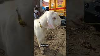 thalassery male goat#kunnathurgoatmarket #Shorts