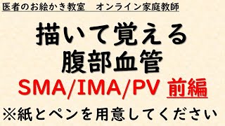 消化器内科医のための腹部血管②【前編】腹部エコー・CTの読影・手術の理解にも役立つ