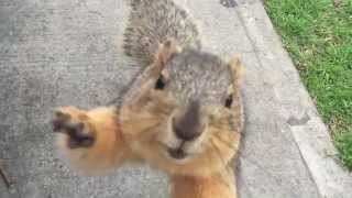 Crazy squirrel attack on super bowl Sunday