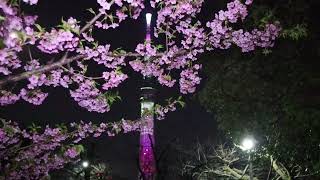 東京スカイツリー　ライトアップ　桜　舞　♪　桜の花びらが舞う　✿　隅田公園　浅草　河津桜　満開　☆　2023　3月8日　Kawazu cherry blossom　Asakusa