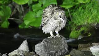 Blakiston's Fish Owl (Bubo blakistoni)