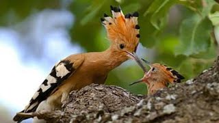 Hungry baby hoopoe....#birds #animals #hungry #babies #motherbird #feeding #birdbaby #hoopoe #nest