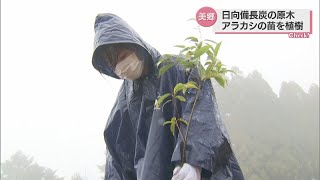 美郷町で日向備長炭の原木となるアラカシの苗を植える植樹祭