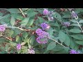 hummingbird hawkmoth in the netherlands macroglossum stellatarum kolibrievlinder sphingidae