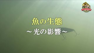 【特別配信ABS DVD Vol.8】魚の生態～光の影響～【ありがとうABS】アメリカンバスショップバス釣り動画