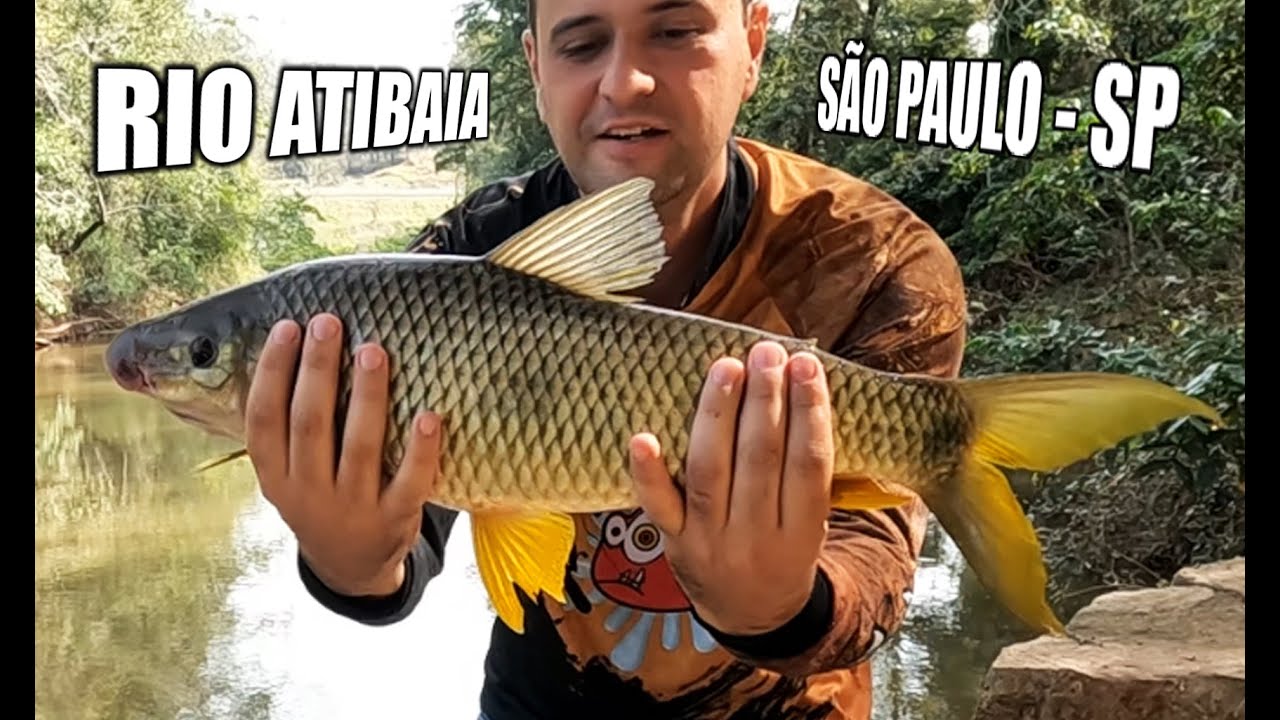 VOCÊ PESCARIA AQUI COMIGO? MUITO PIAU E PIAPARA NO RIO ATIBAIA. - YouTube