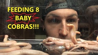 FEEDING 8 BABY COBRAS!!!!