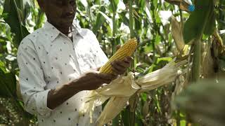 ಪಯೊನಿಯರ್‌ ನ P3305 ಹೈಬ್ರಿಡ್‌ ಮೆಕ್ಕೆಜೋಳದ ಬೀಜವುಸಂತೋಷದ ಕೀಲಿಕೈ ಆಗಿದೆ