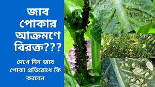 ফসলে জাব পোকার আক্রমণ ও প্রতিকার