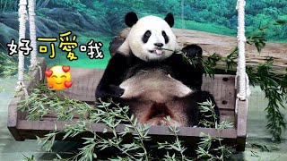 圓寶咬竹葉坐上盪鞦韆吃,搖啊搖的,超可愛Giant Panda Yuan Bao ate leaves on the swing,圆宝,貓熊,大熊貓