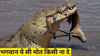 इम्पाला को जिन्दा ही चबा गया | crocodile kill impala | impala vs crocodile