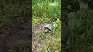 A Cute Snapping Turtle in the Grass by a Path #turtle #snappingturtle #nature #canada #animal #cute