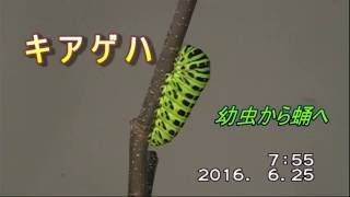 キアゲハの幼虫　 前蛹に