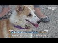 애니멀봐 고인물도 처음 보는 쿠앤크 웰시코기 공개요.ㅣpresenting first white and black welsh corgi