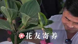 神仙植物宝莲灯寄养 宝莲灯开花绿植，可净化空气，吸收甲醛，真整个绿植美观大方，开花颜色有很多种可以选择，家养客厅非常好看.老花医 养花小知识 园艺生活 宝莲灯