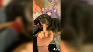 Dog gets very mad at owner giving him the middle finger